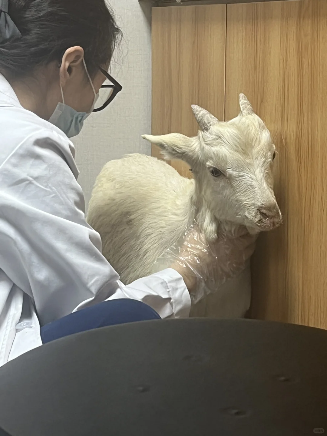 ?羊真的能当宠物吗???