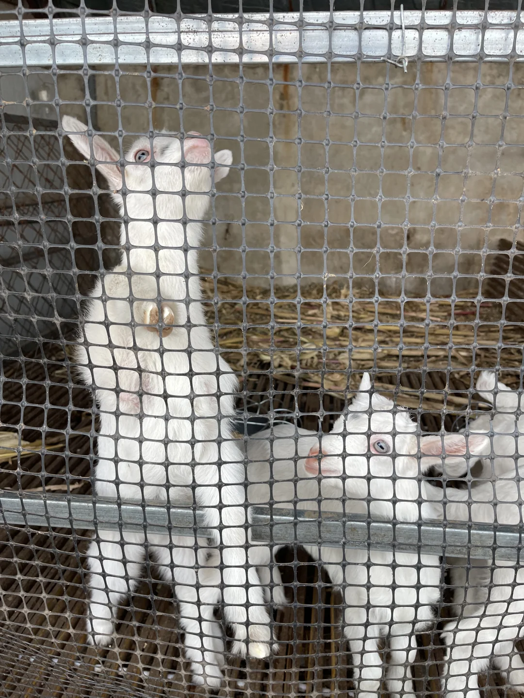 喜欢喝没有添加鲜羊奶的看过来