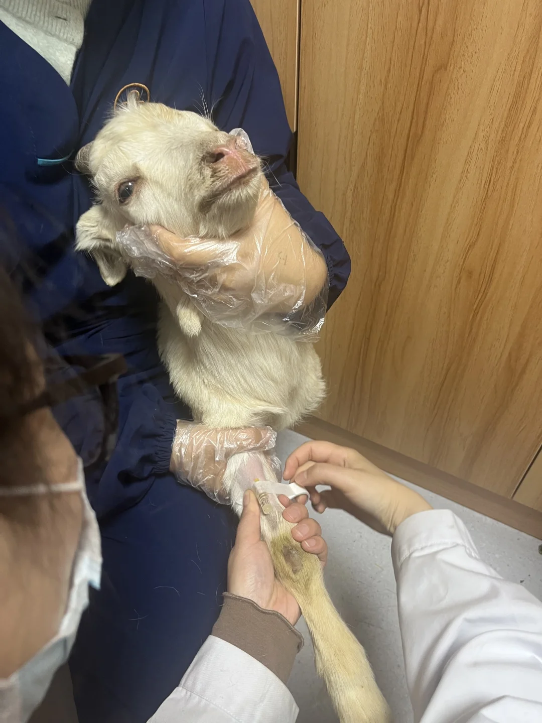 ?羊真的能当宠物吗???