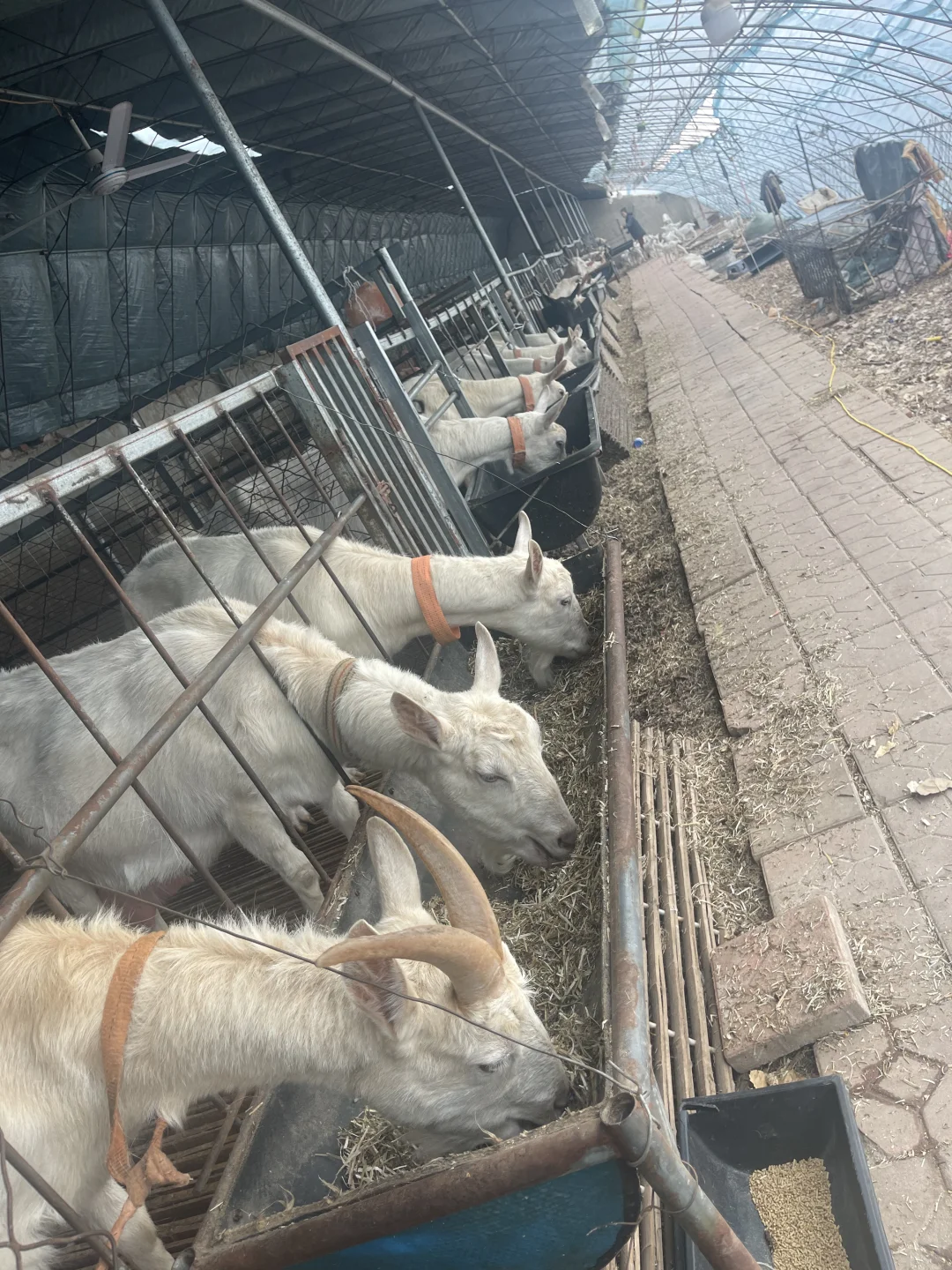 喜欢喝没有添加鲜羊奶的看过来