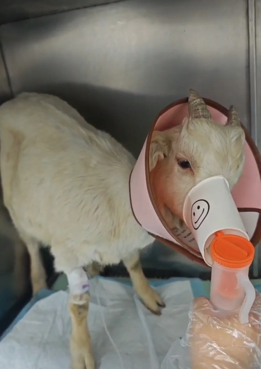 ?羊真的能当宠物吗???