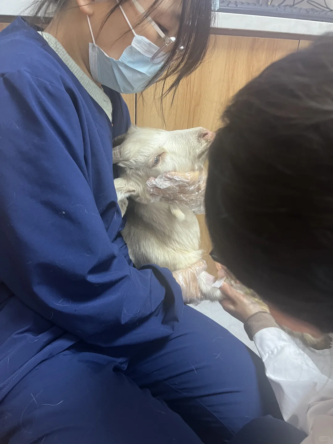 ?羊真的能当宠物吗???