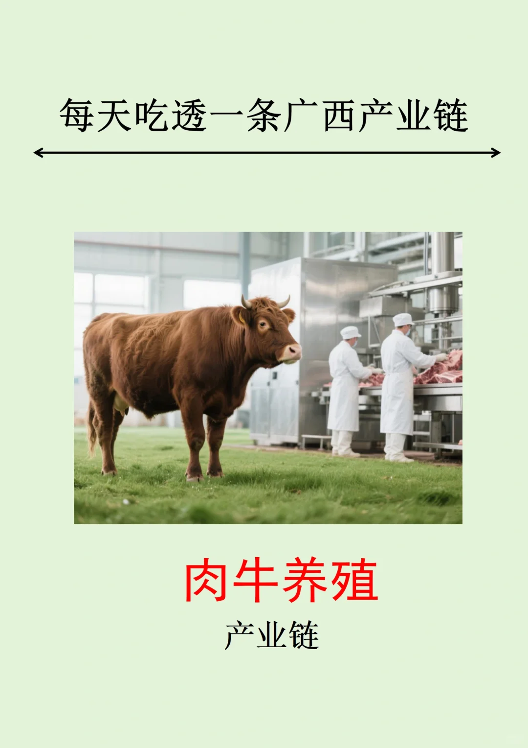 每天吃透一条广西产业链丨肉牛养殖?