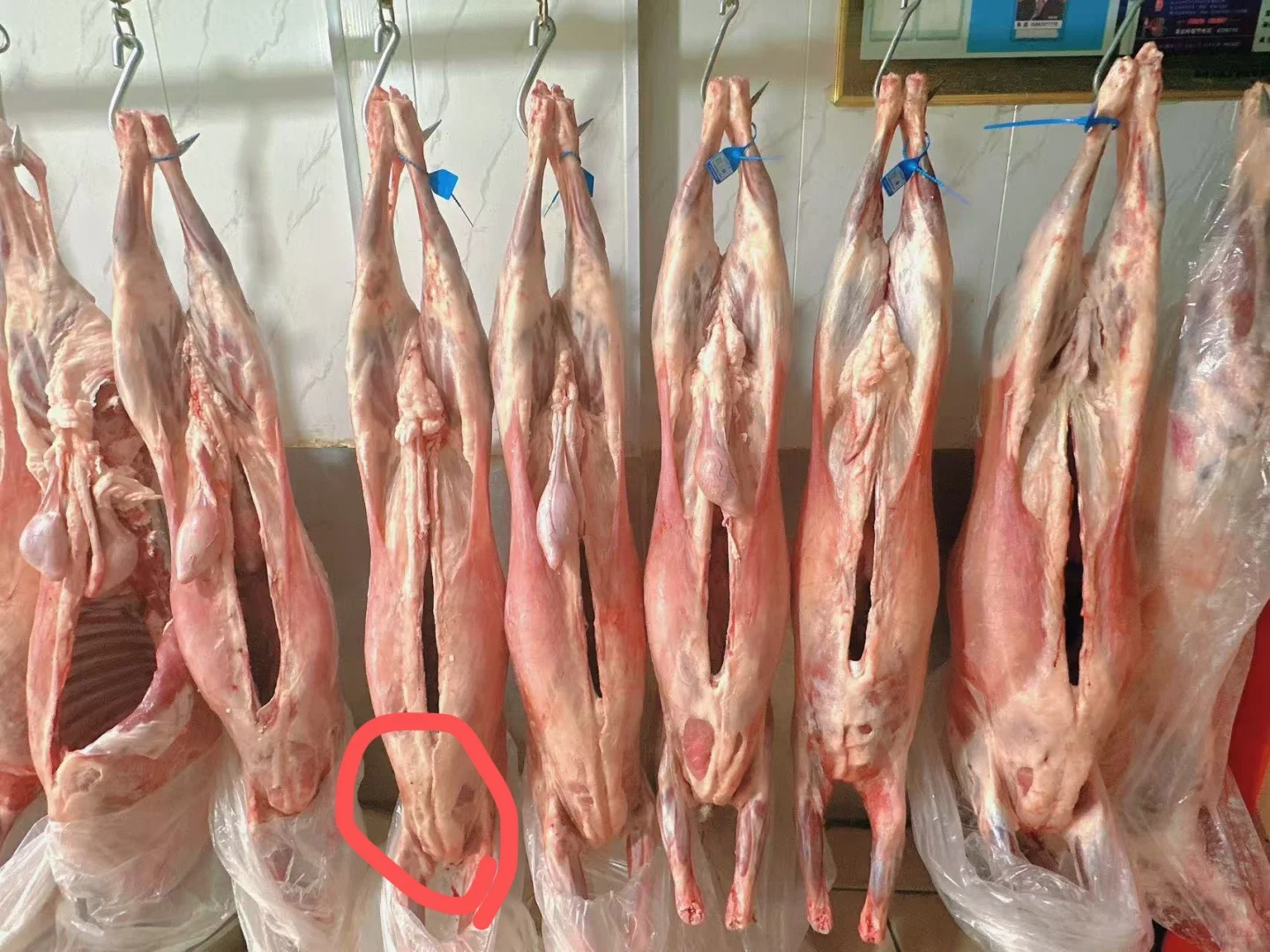 为什么羊排都相对较肥?揭秘羊排脂肪的秘密!