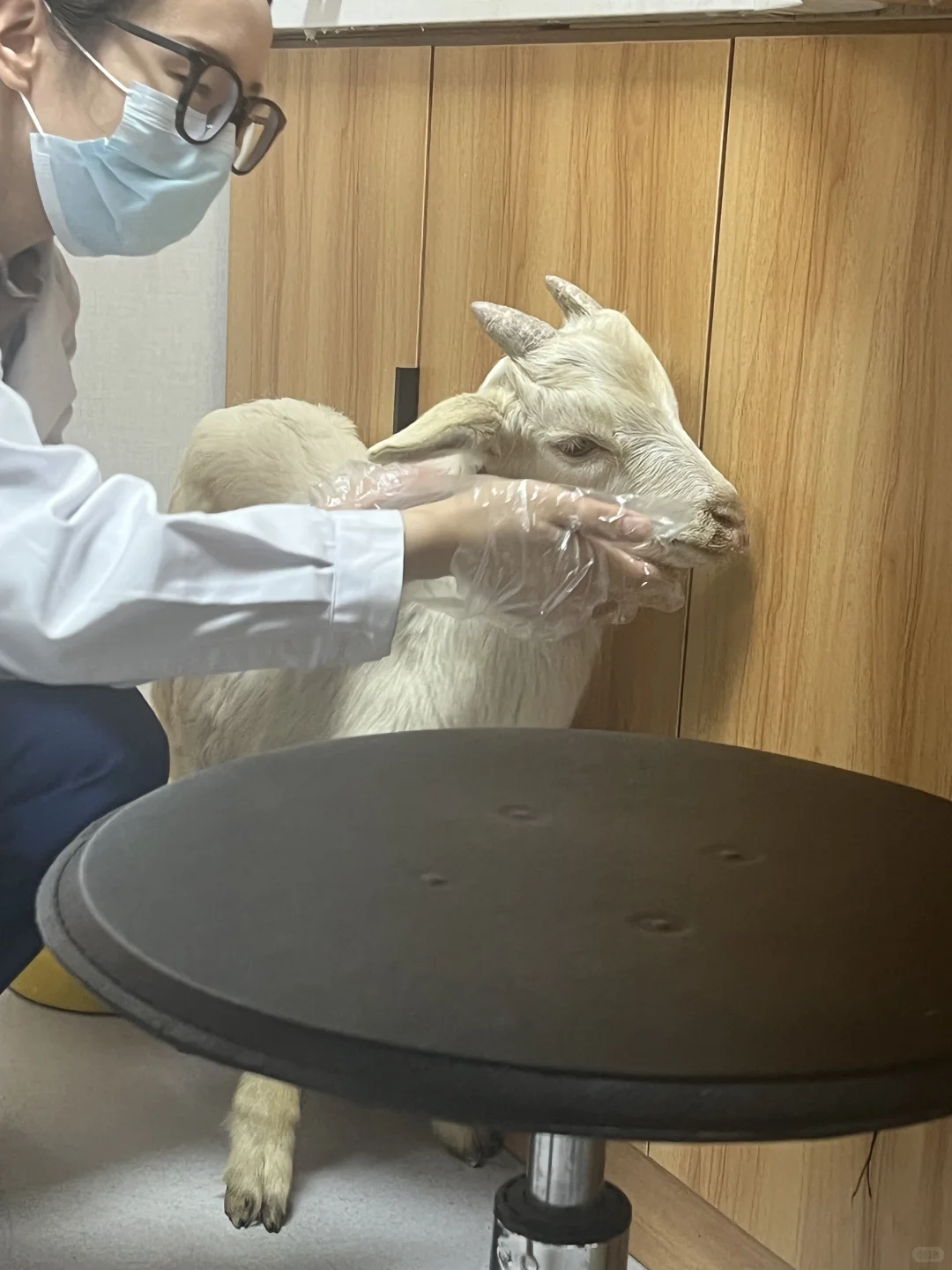 ?羊真的能当宠物吗???