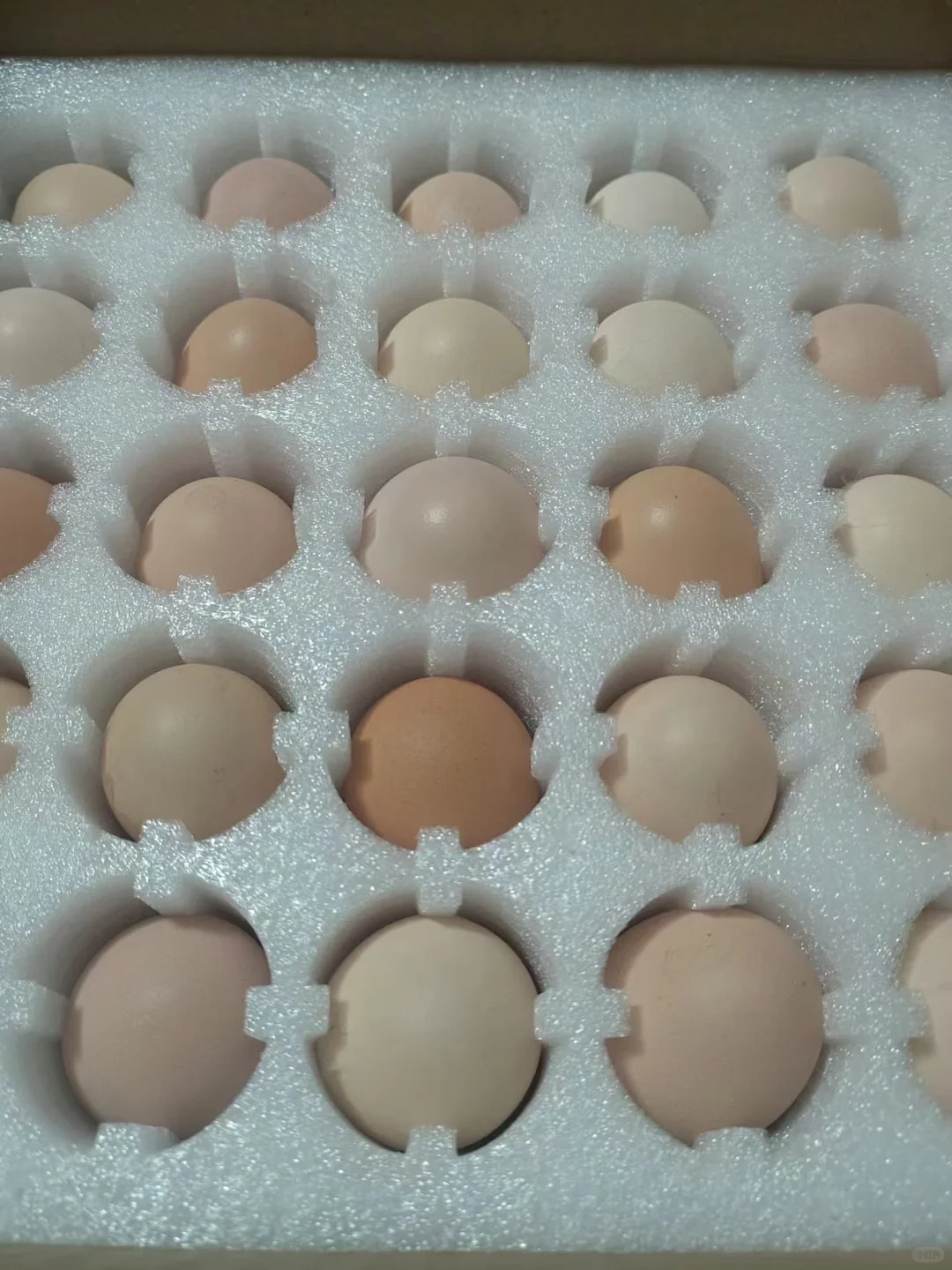 土鸡蛋年卡会员招募