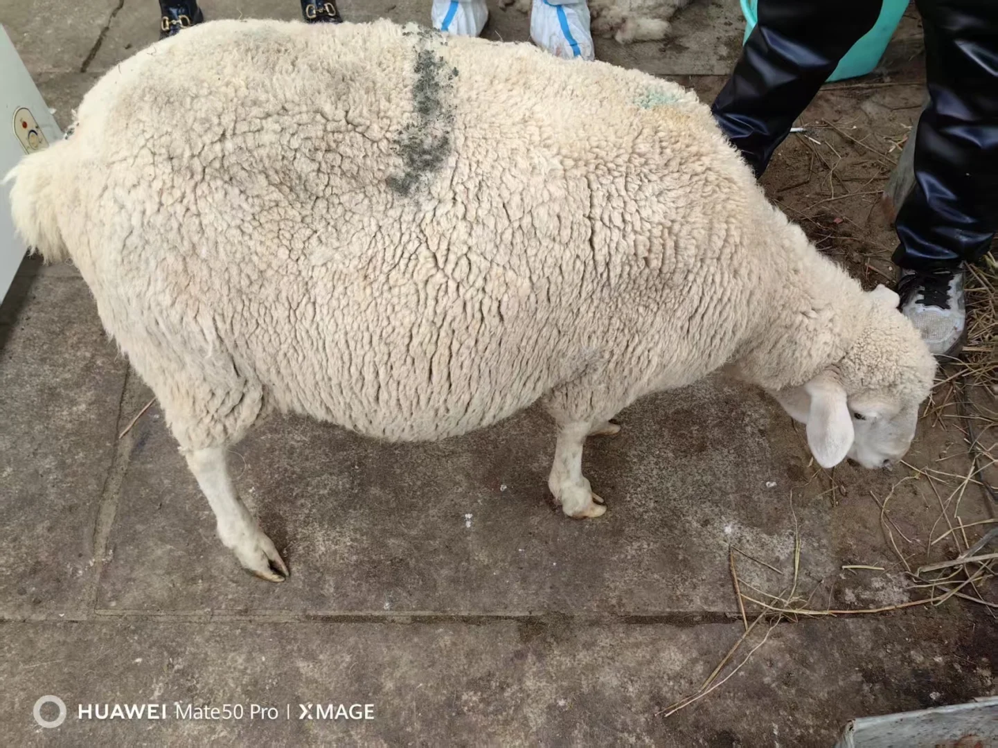 内蒙古锡林郭勒牧区羊肉开始预订了哦