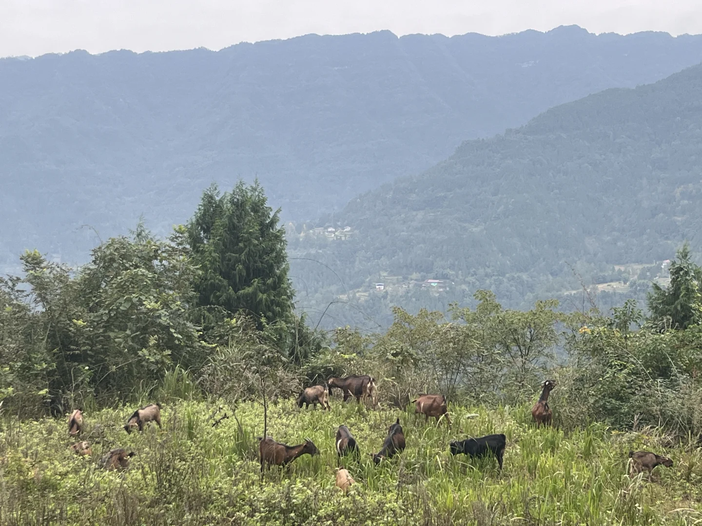 为什么有些羊肉那么便宜?!