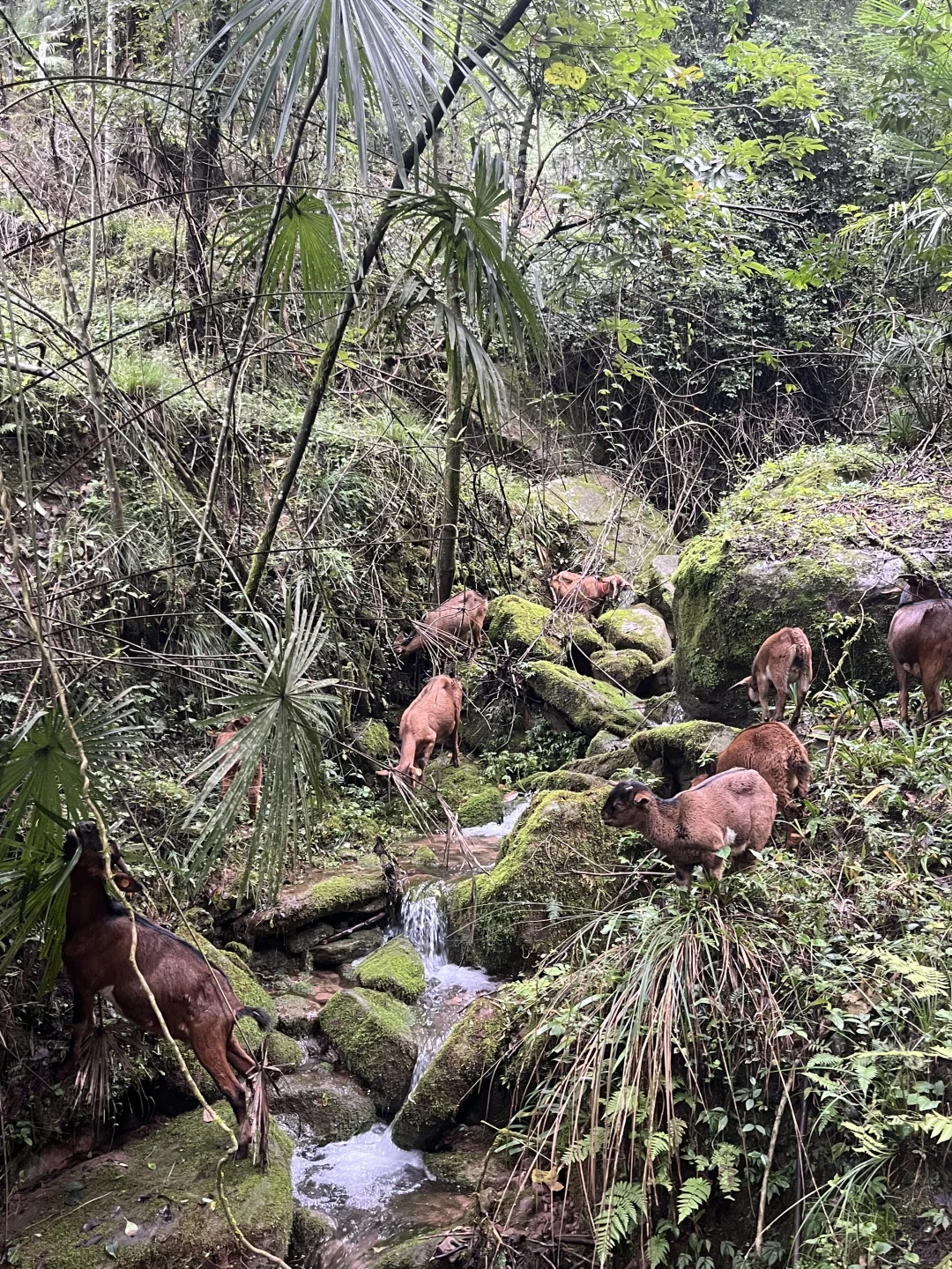 ɢ����û�з����������ϲ������