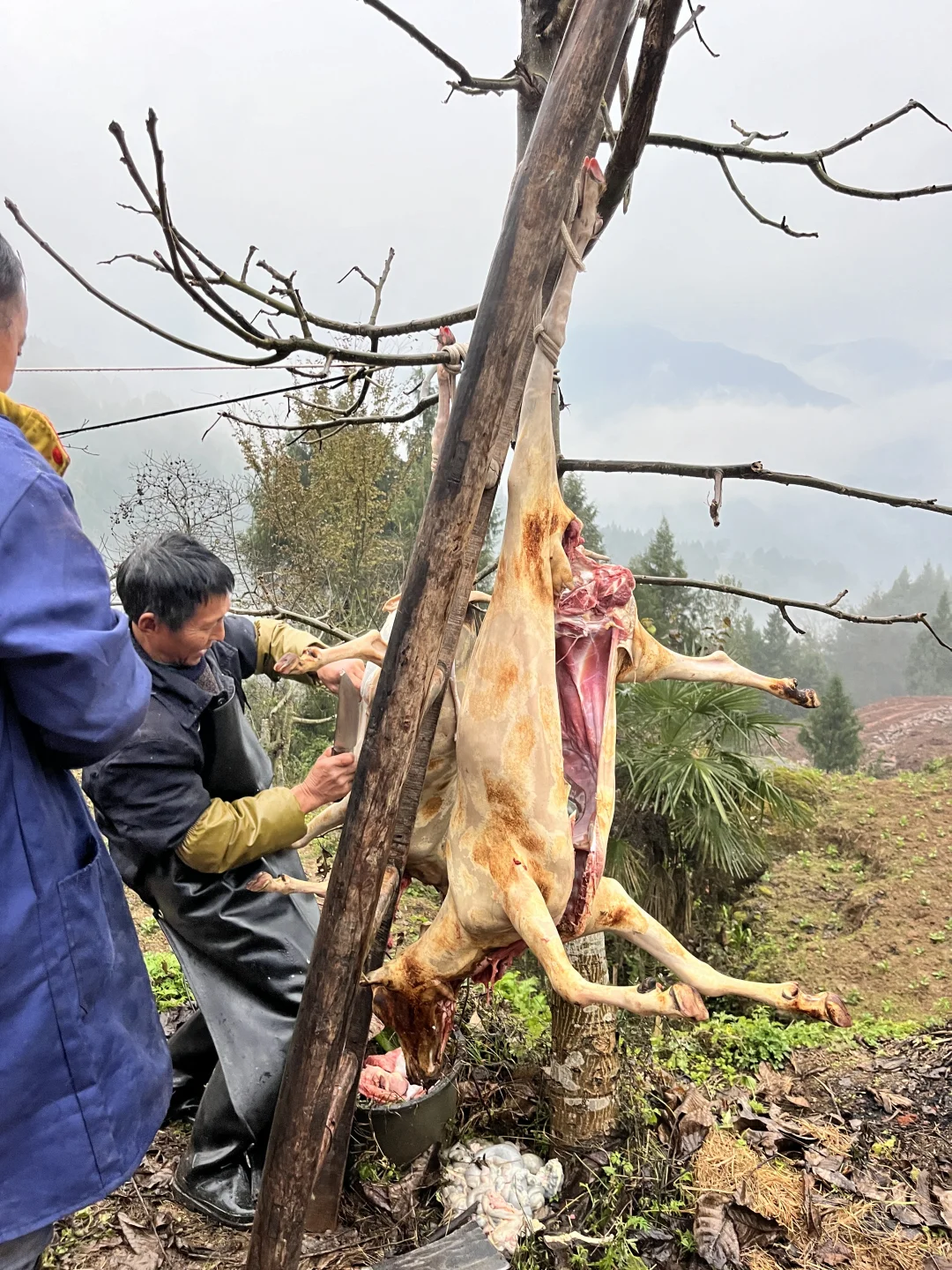 ɢ����û�з����������ϲ������