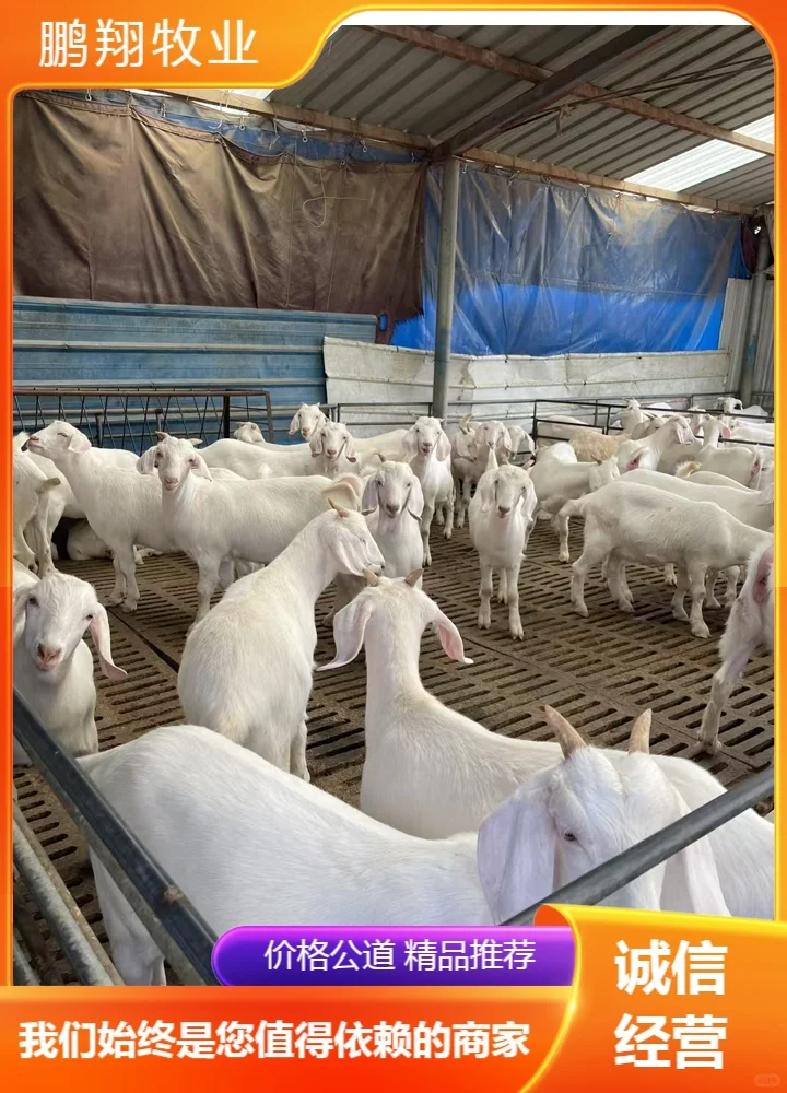 ������ҵ����ɽ��