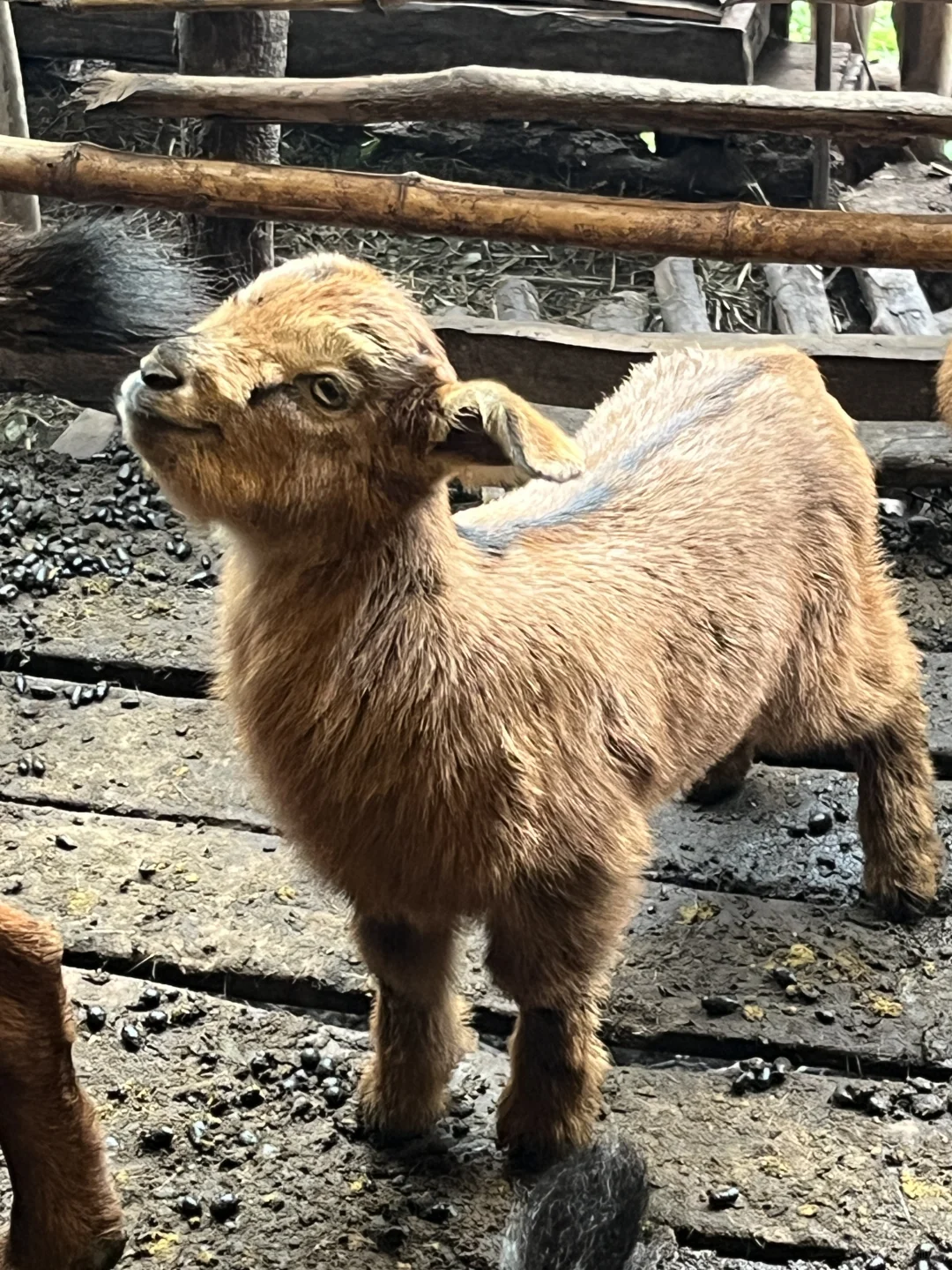 ɢ����û�з����������ϲ������