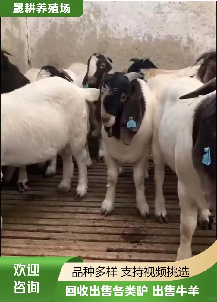 ��������۸�