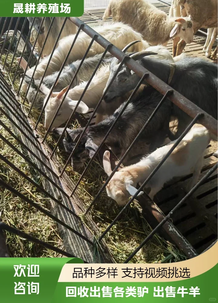 ��������۸�