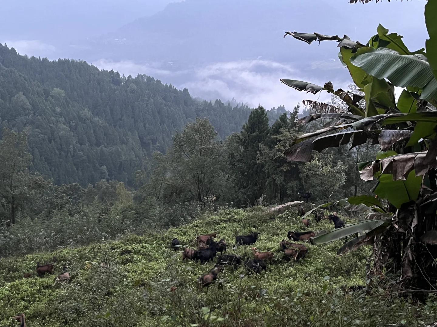 ɢ����û�з����������ϲ������