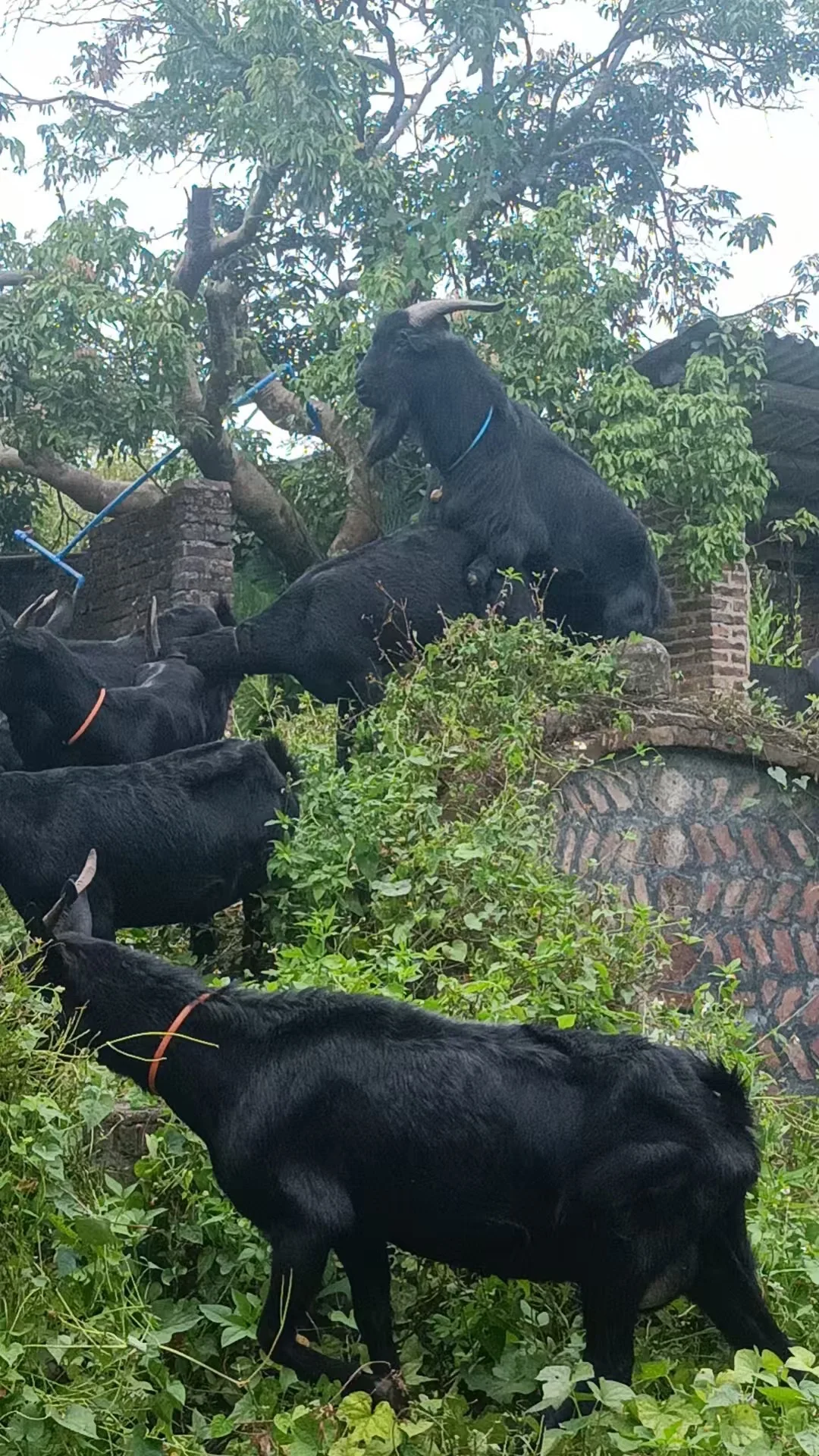 ���ݴӻ� | ����ʽ��ɽ��?��20/��