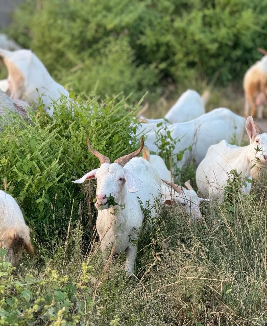 ���������?���Լҷ���ɽ����������