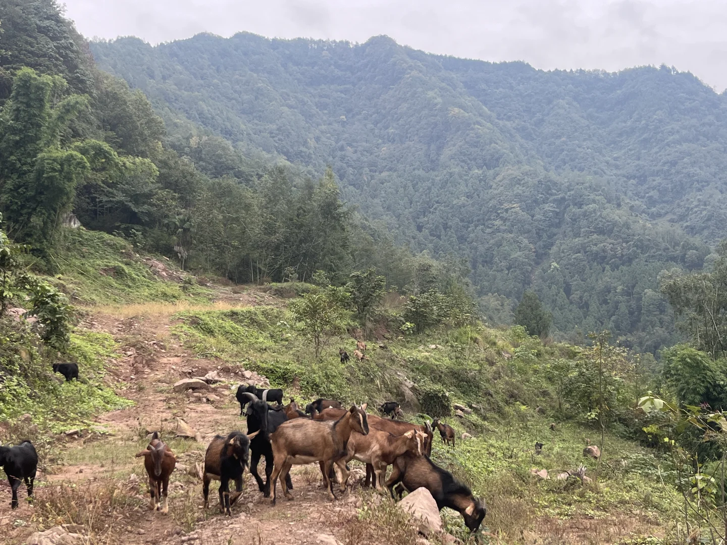 为什么有些羊肉那么便宜?!