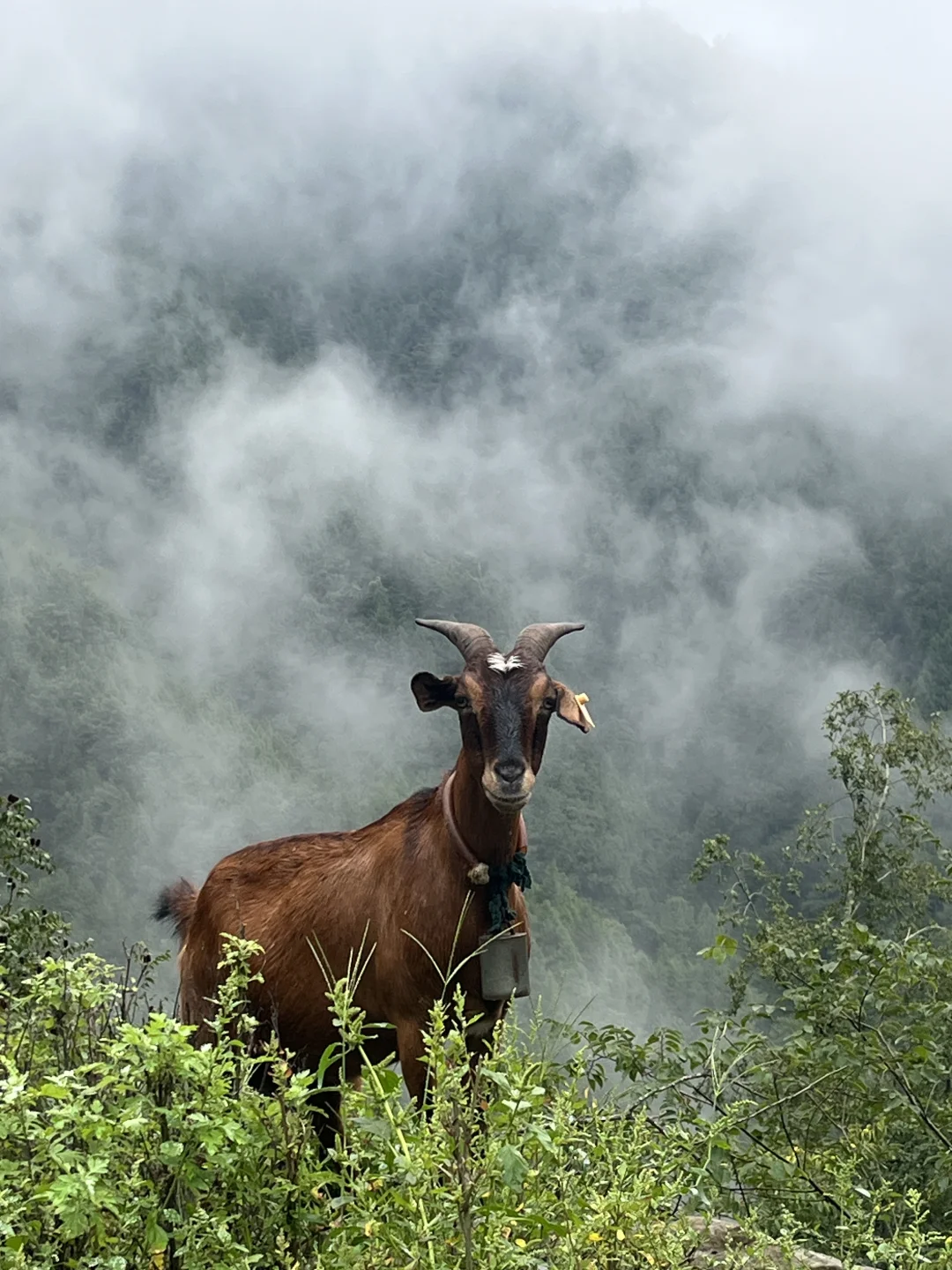 为什么有些羊肉那么便宜?!