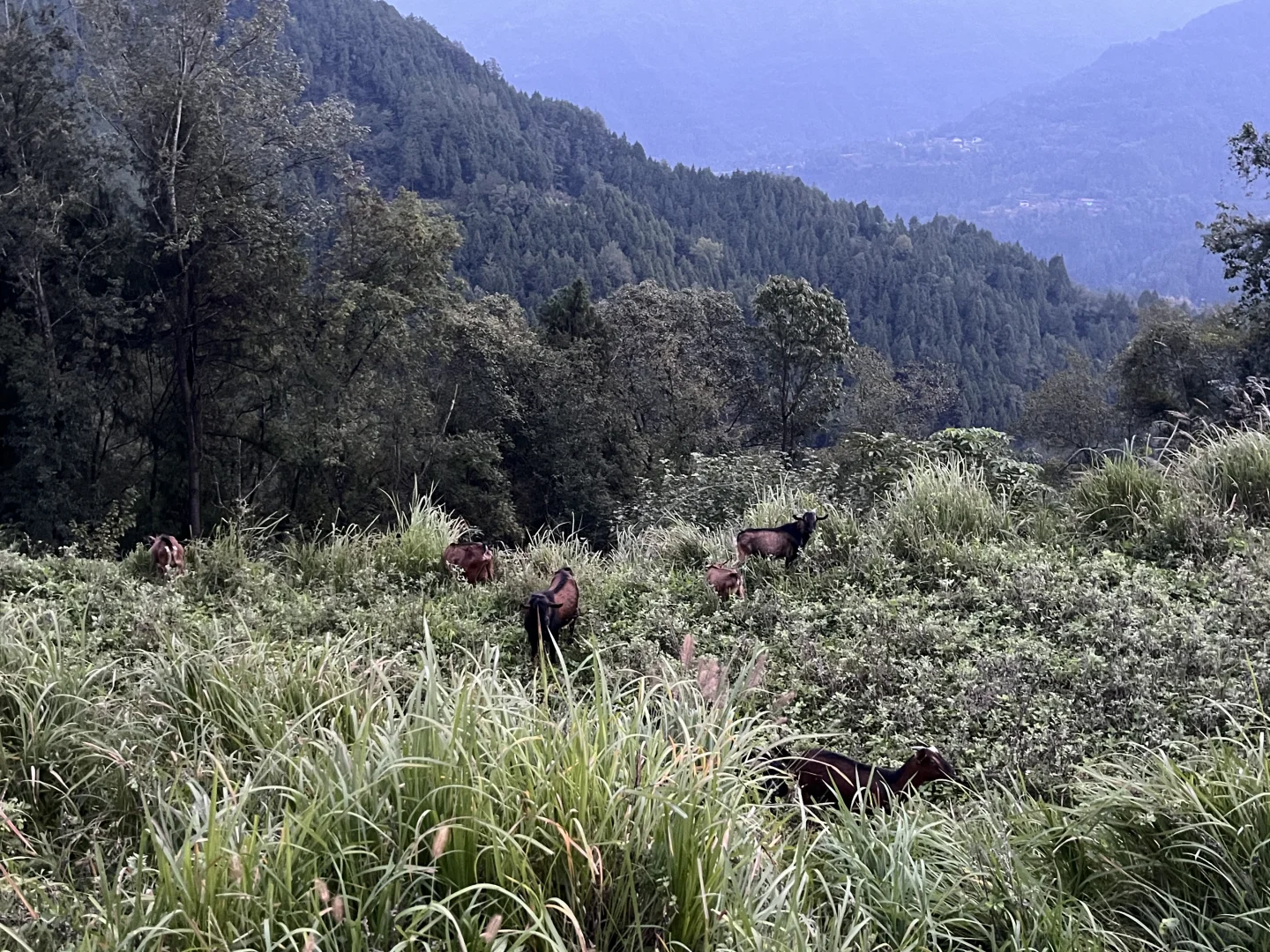 ɢ����û�з����������ϲ������