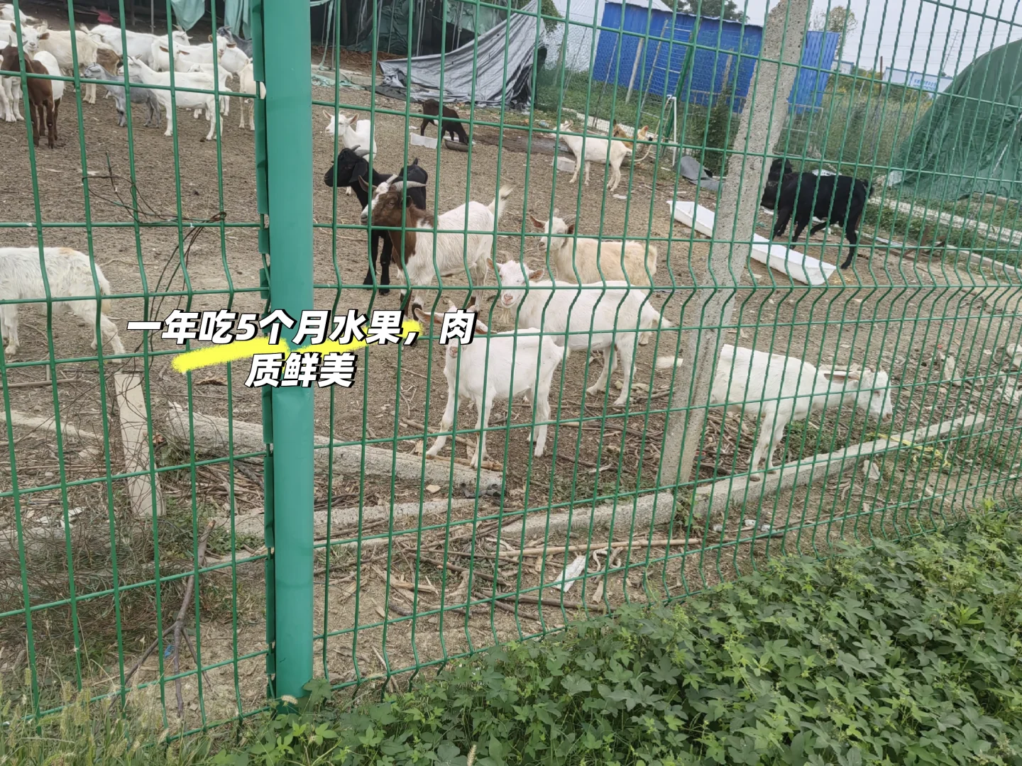 ιˮ���������ɽ����Թ���