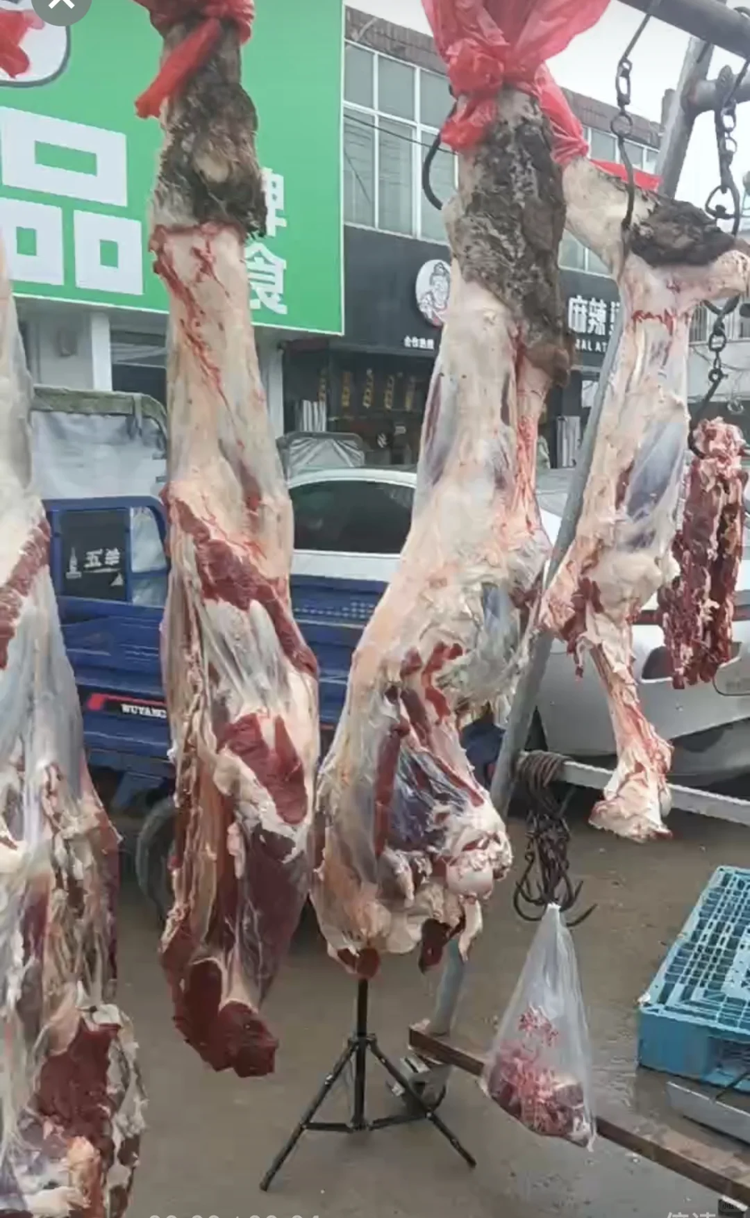 ������ɱţ����