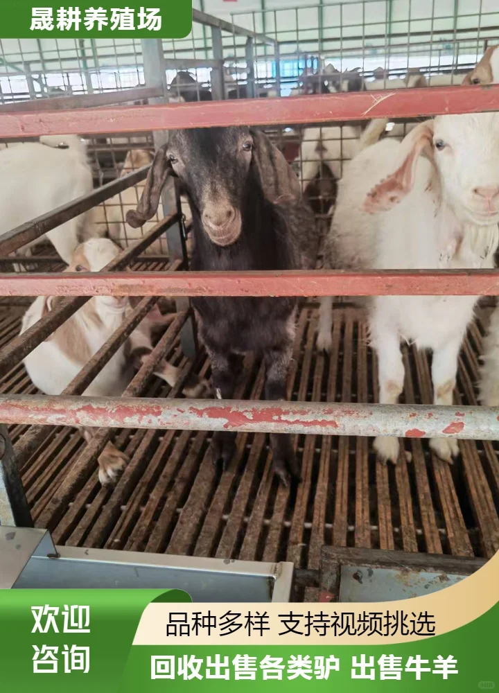 ��������۸�