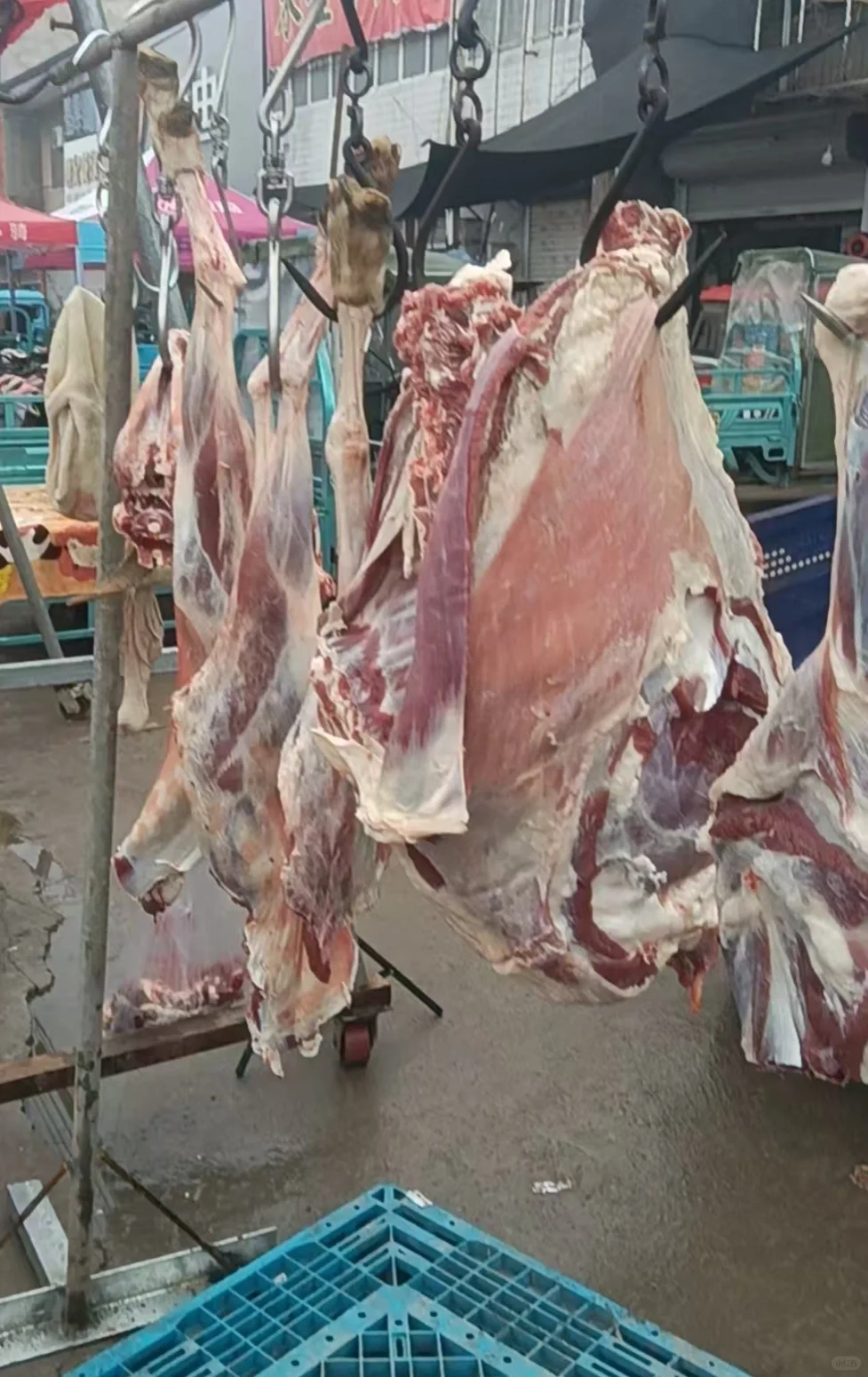 ������ɱţ����