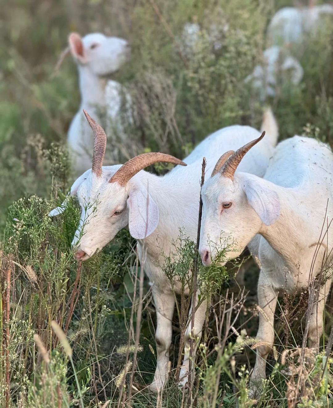 ���������?���Լҷ���ɽ����������