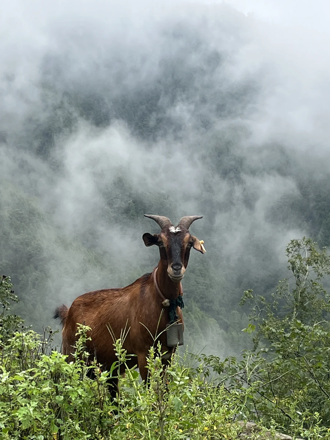 ɢ����û�з����������ϲ������