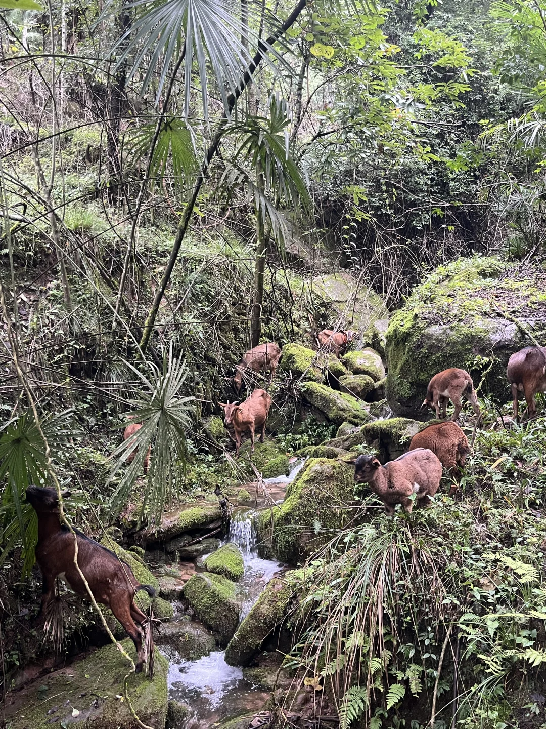 为什么有些羊肉那么便宜?!