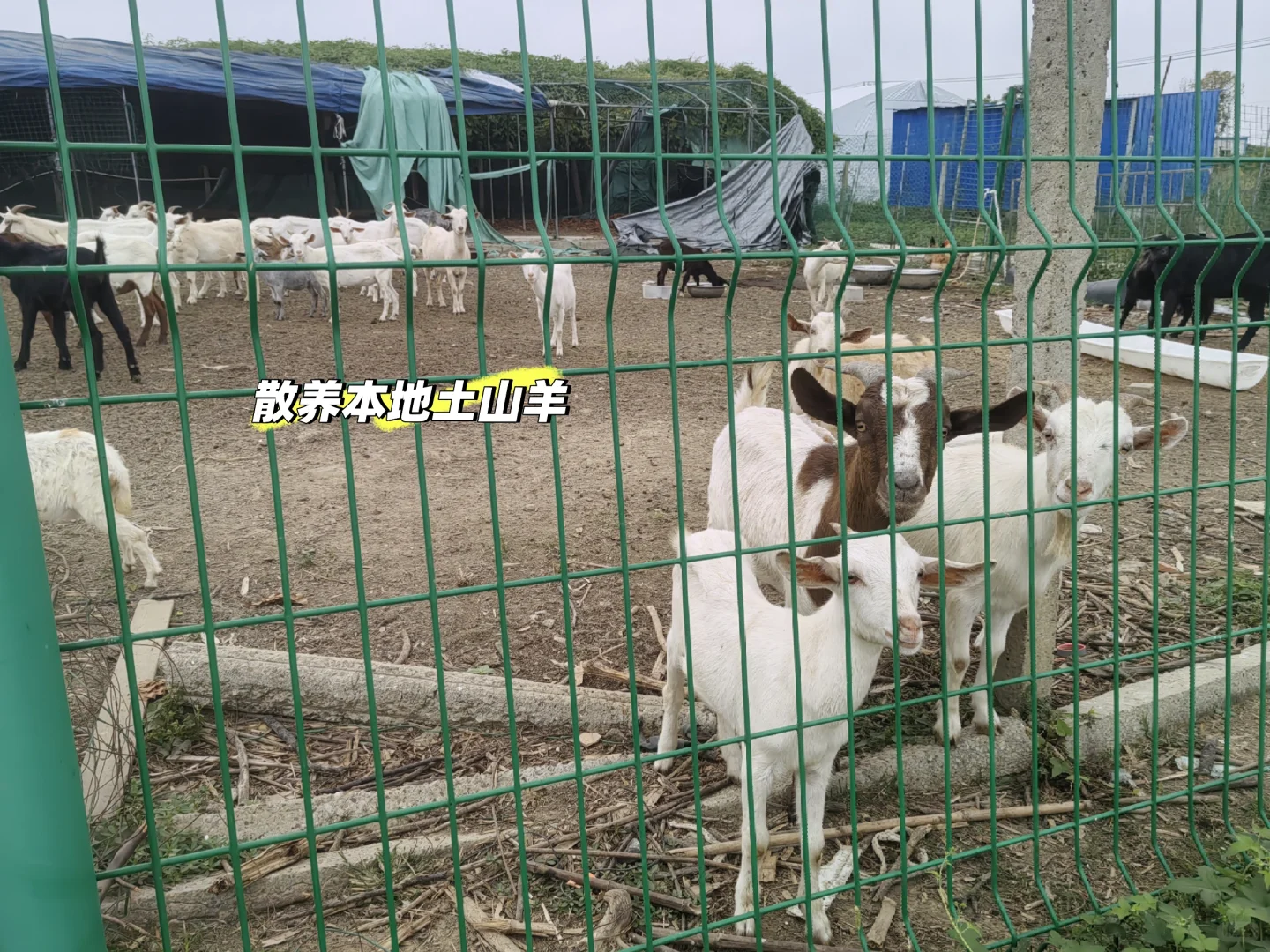 ιˮ���������ɽ����Թ���