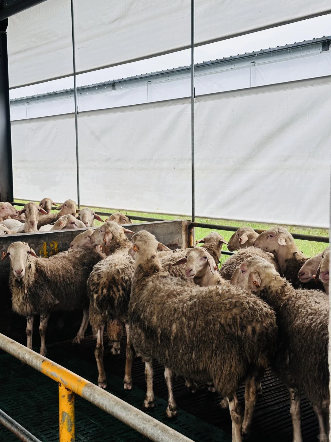 湖羊之公羊?谁懂?这群羊太可爱了?