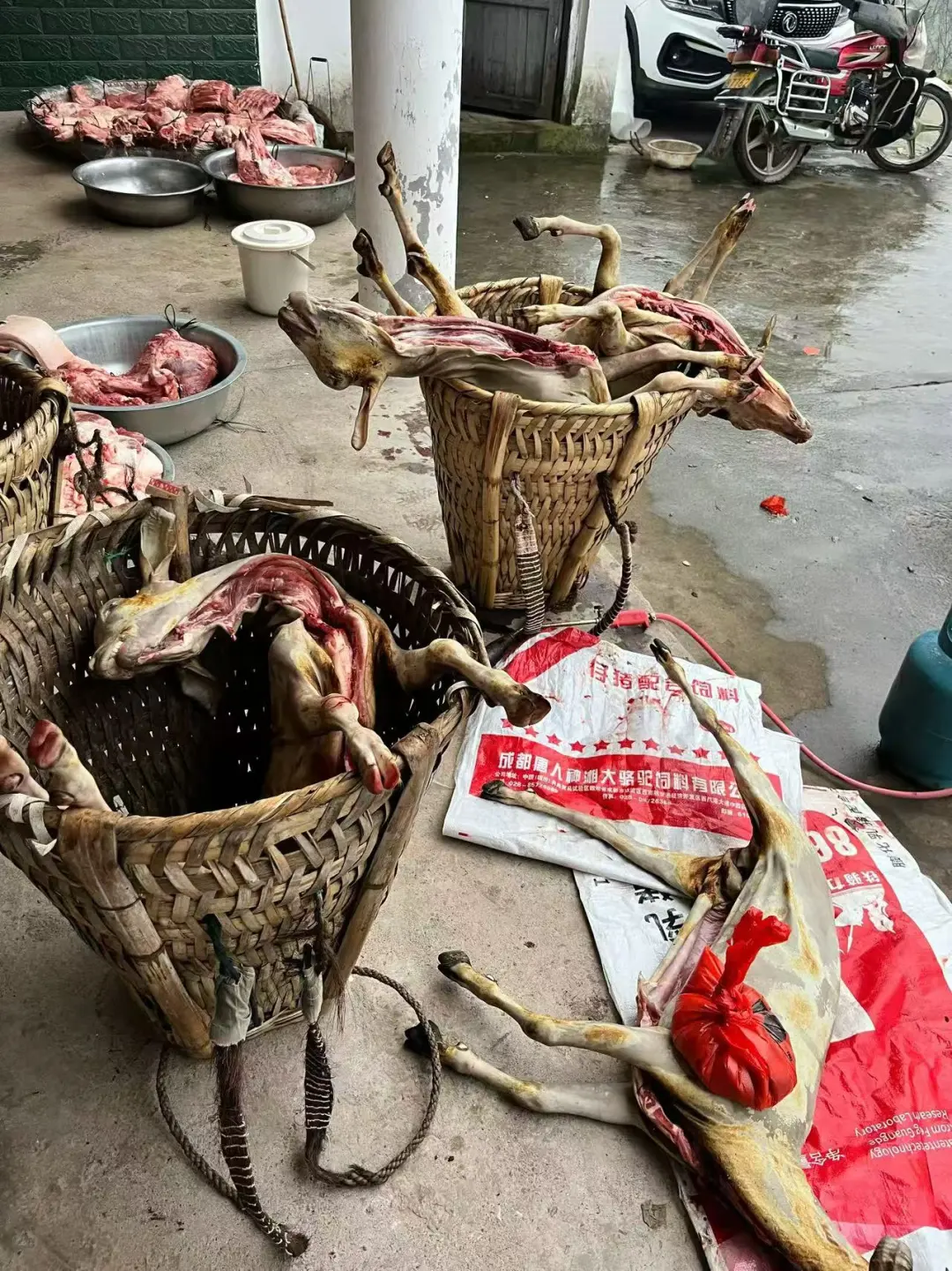 为什么我们南江黄羊不出名?