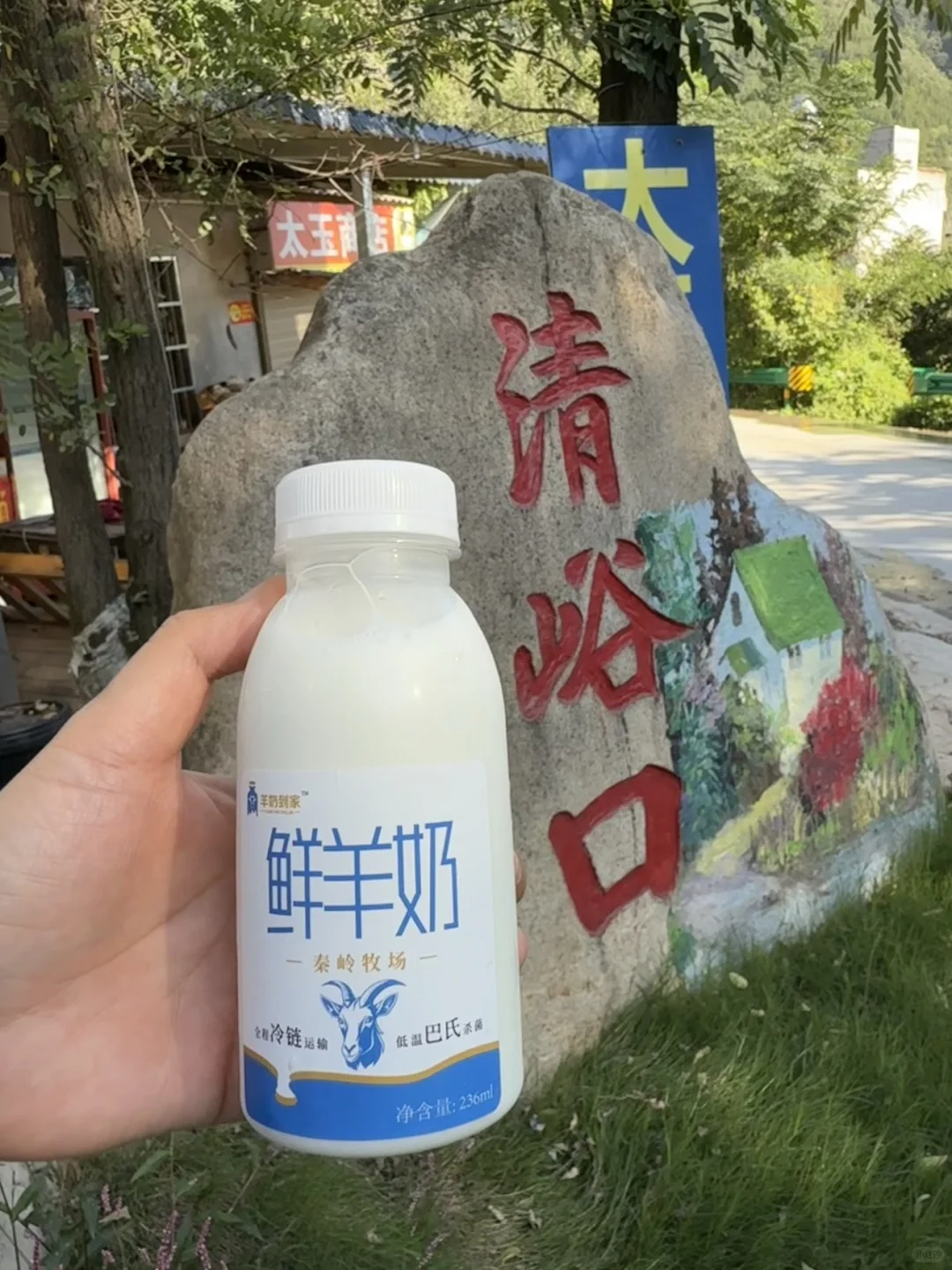 我在秦岭北麓山养了400只奶山羊!