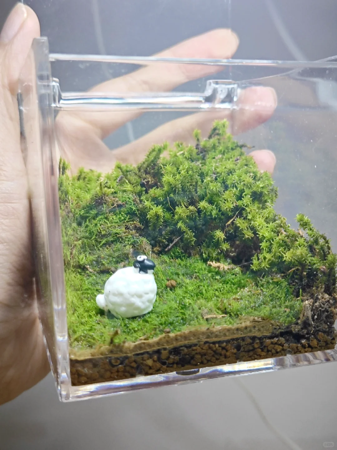 怎么办?!因为在办公室养羊老板要辞退我