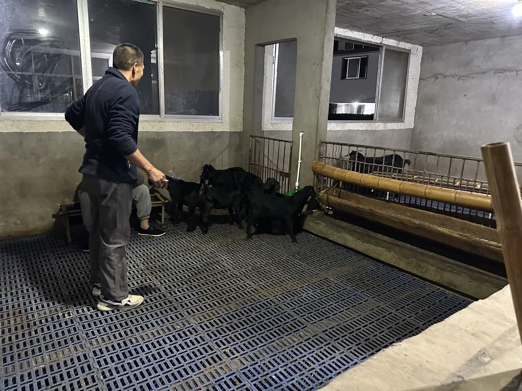 为啥山羊越养越少?养羊户退坑还是坚持?