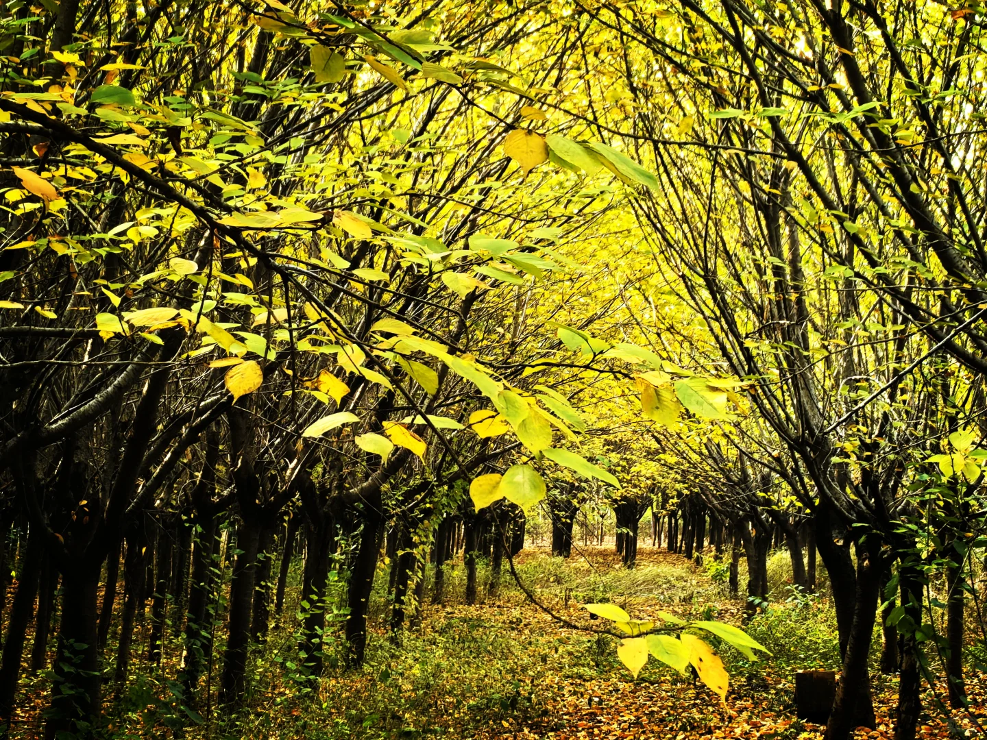 秋日,你一定要去一趟白鹿原,你啥都想开了