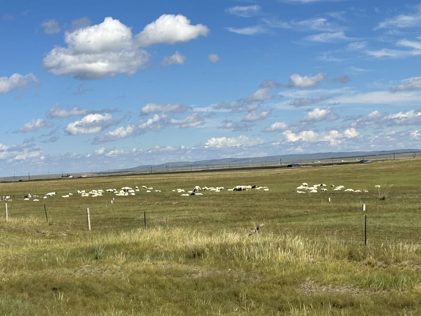 救命、这羊肉居然是奶香味的!