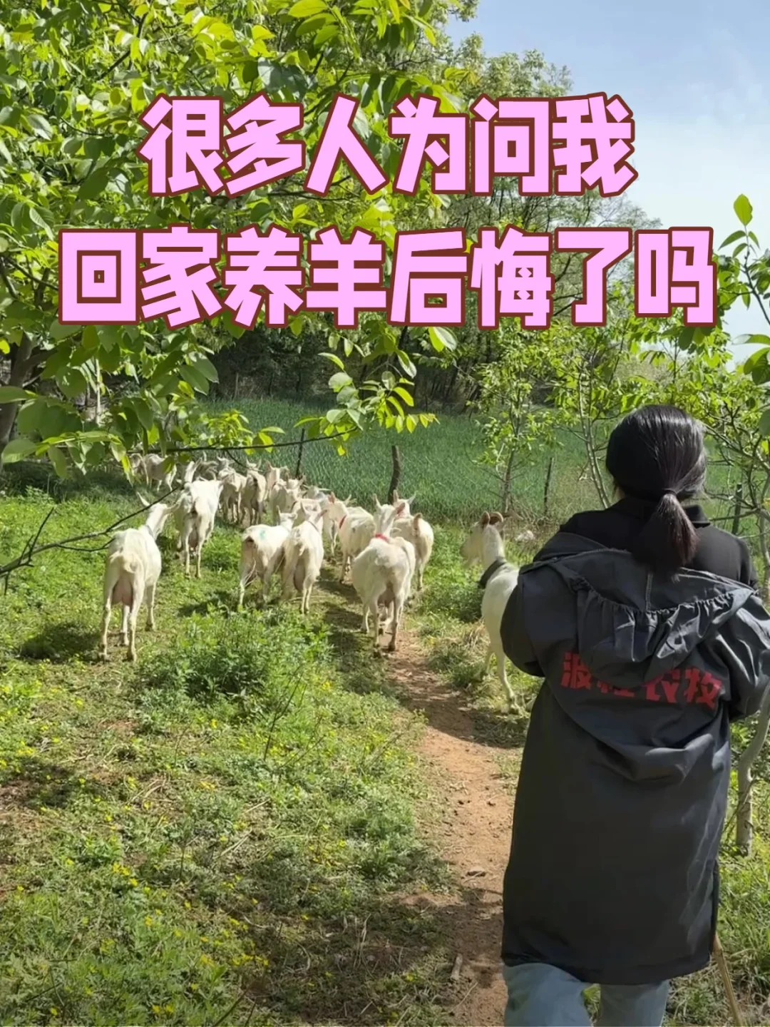 很多人问我,回家养羊后悔了吗?