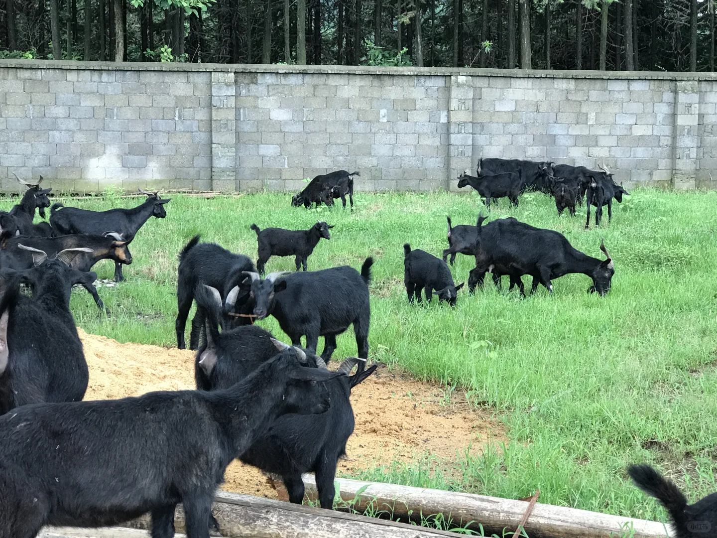 为啥山羊越养越少?养羊户退坑还是坚持?