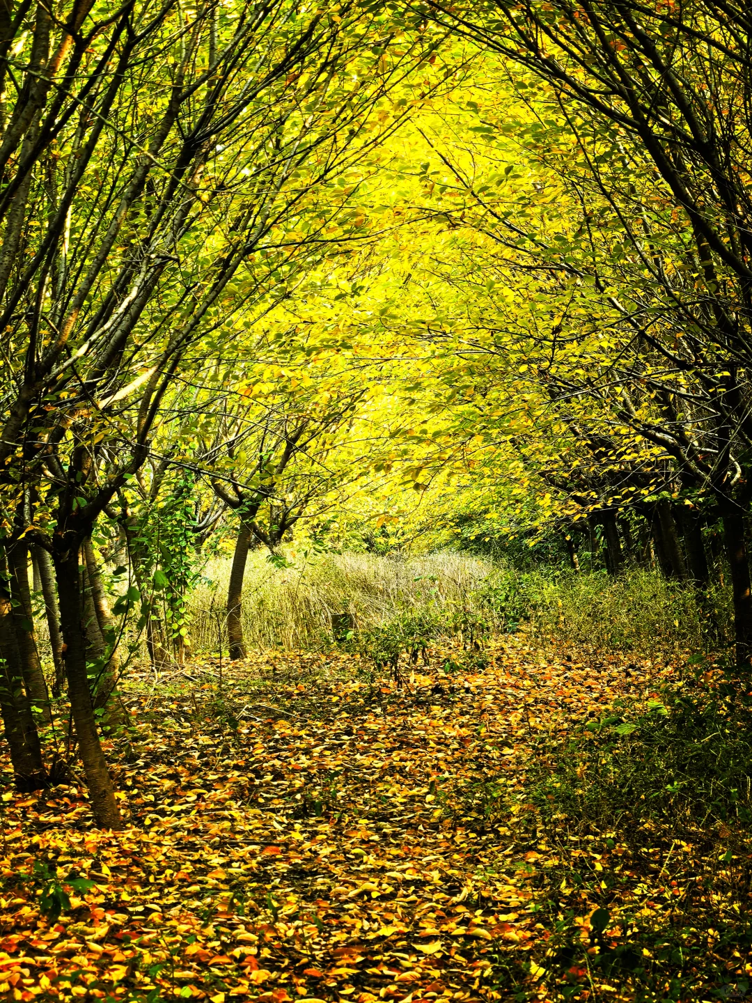 秋日,你一定要去一趟白鹿原,你啥都想开了
