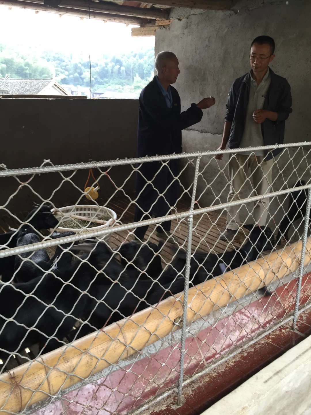 借钱养黑山羊?先搞懂“能赚”还是“必亏”