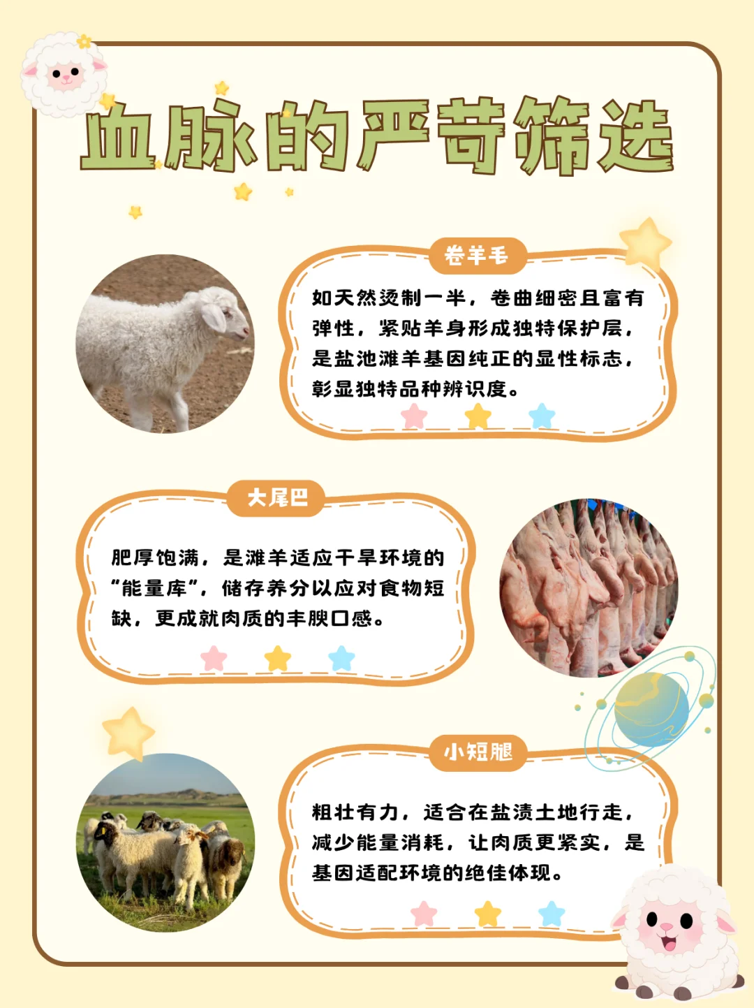 “鲜”遍天下的盐池滩羊是如何养成的??