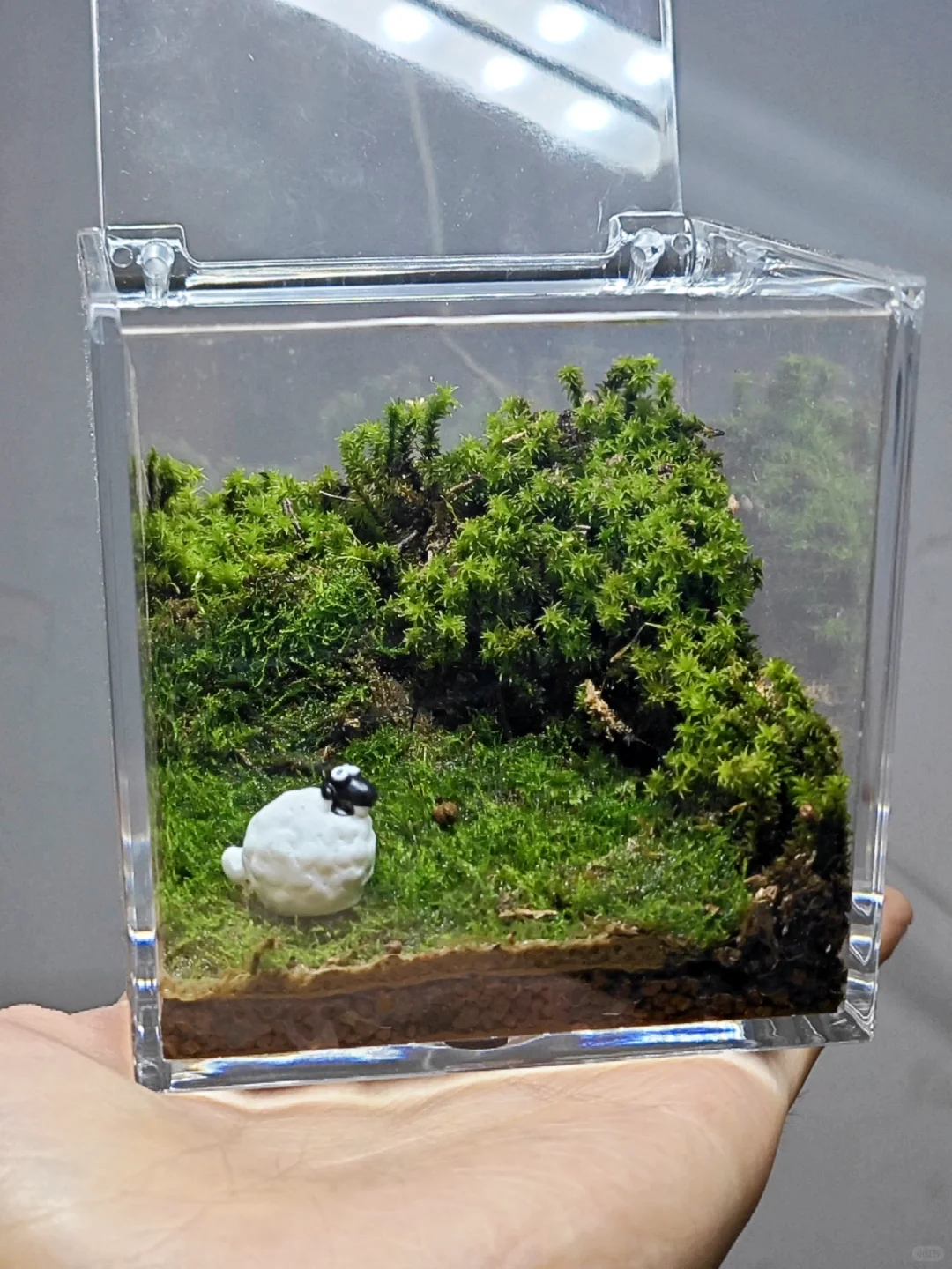 怎么办?!因为在办公室养羊老板要辞退我