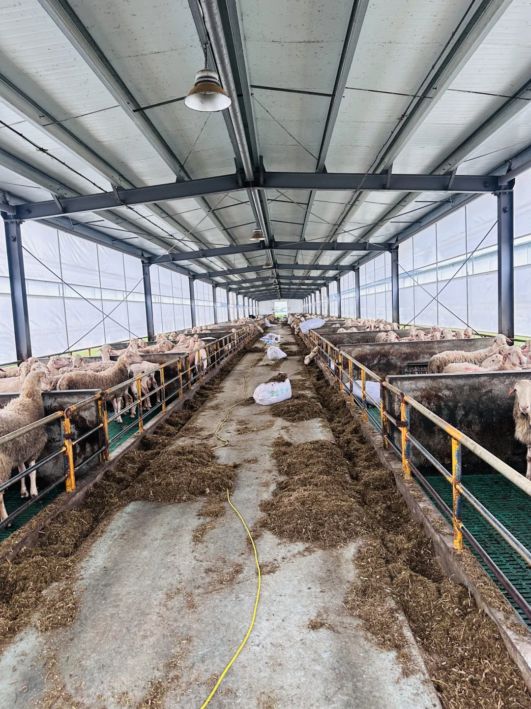 湖羊之公羊?谁懂?这群羊太可爱了?