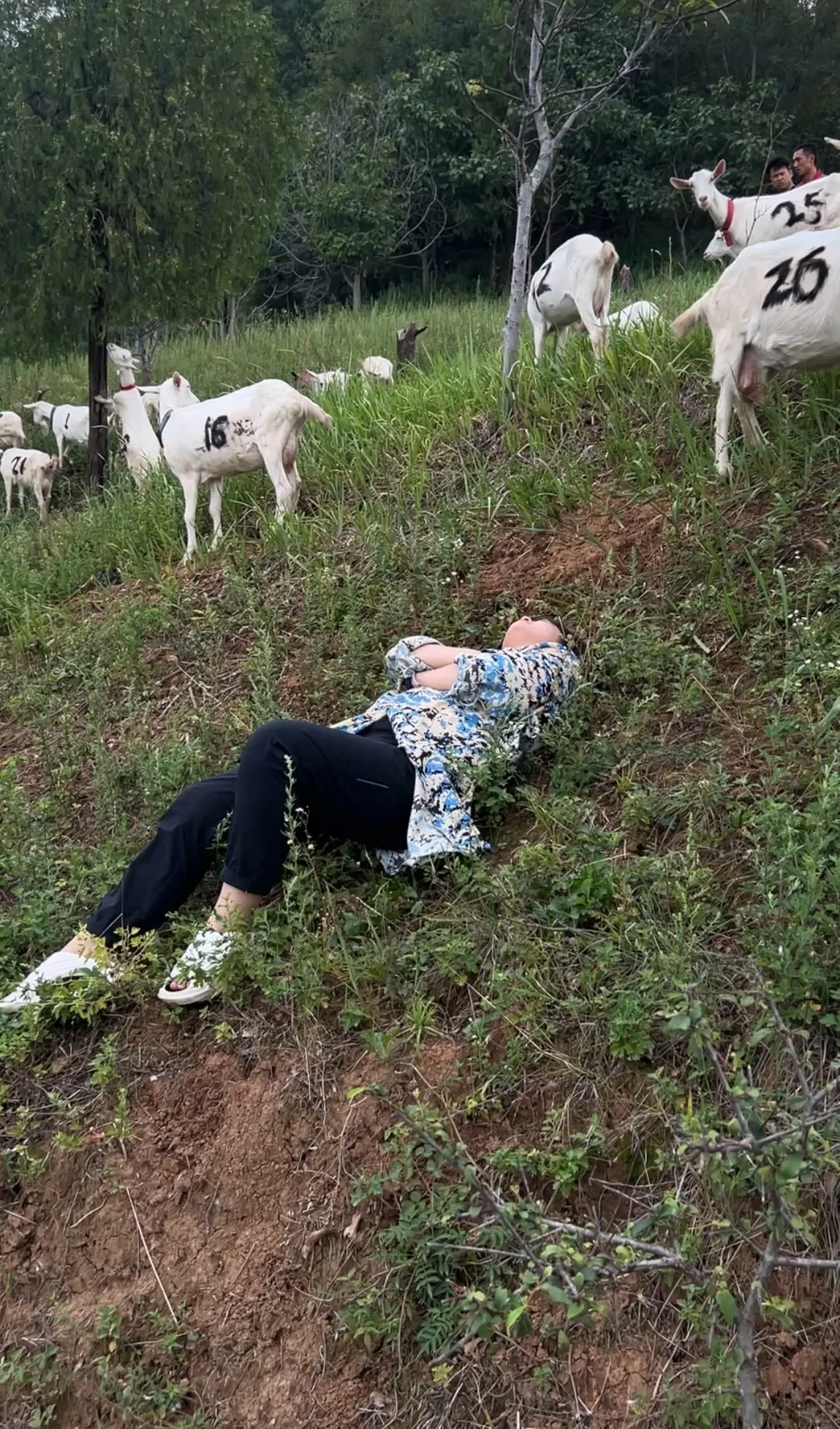 很多人问我,回家养羊后悔了吗?