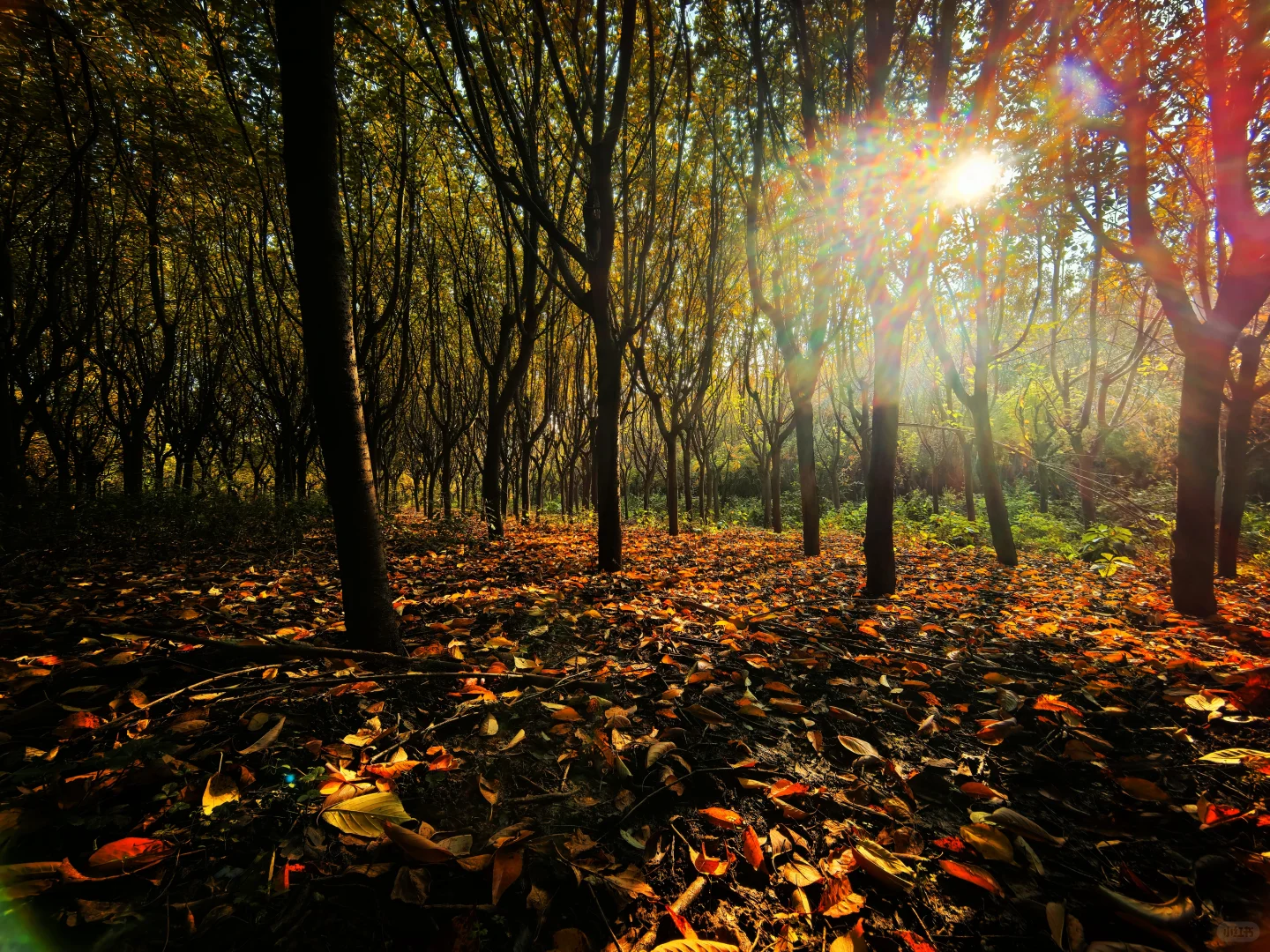 秋日,你一定要去一趟白鹿原,你啥都想开了