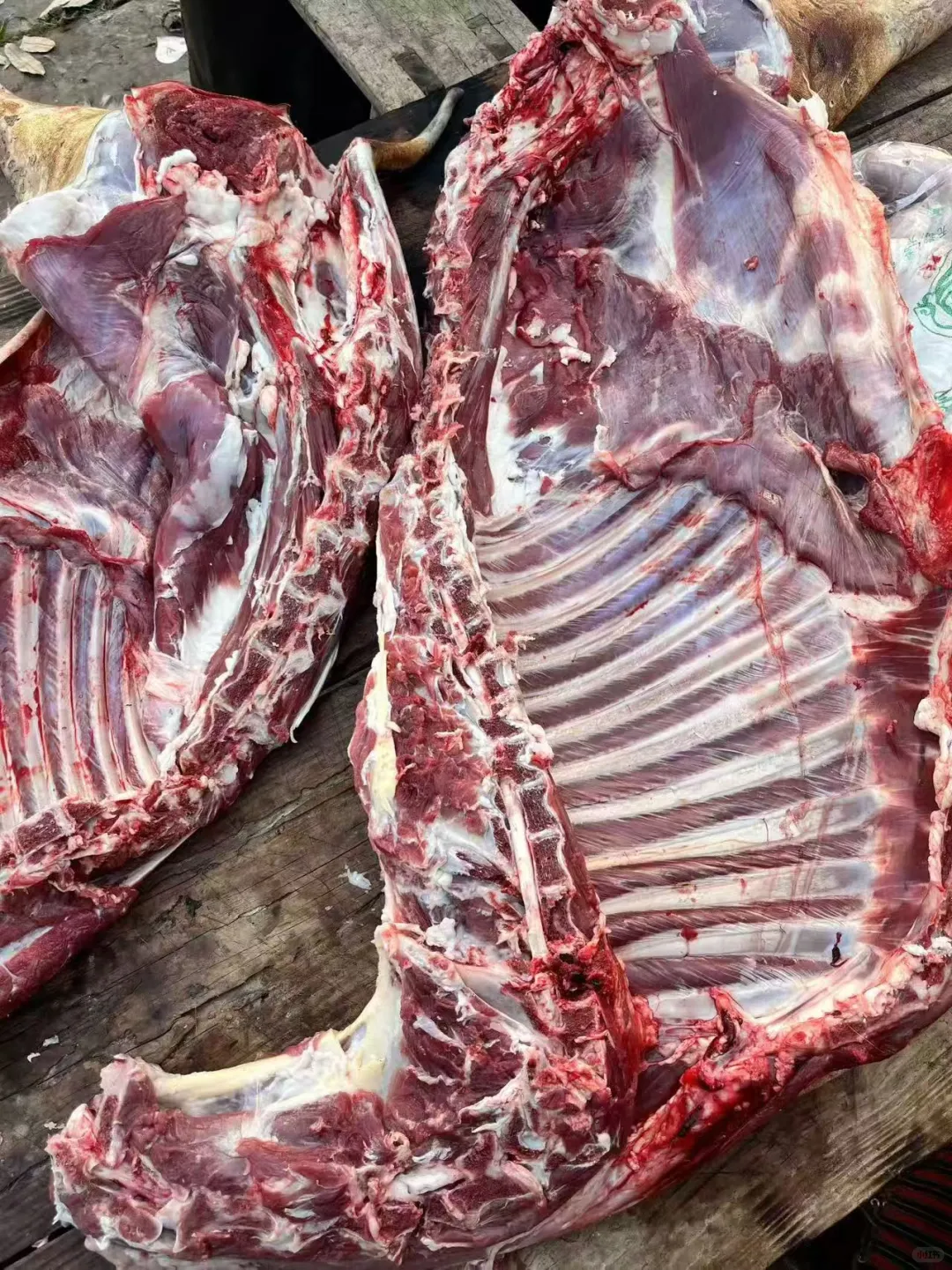 为什么我们南江黄羊不出名?