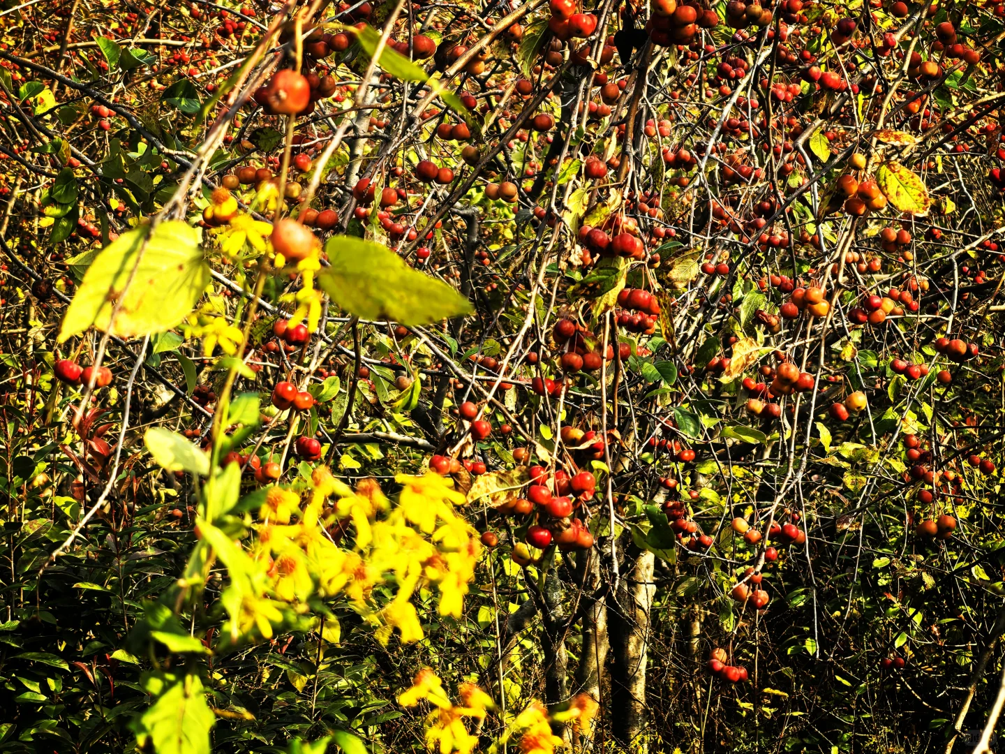 秋日,你一定要去一趟白鹿原,你啥都想开了